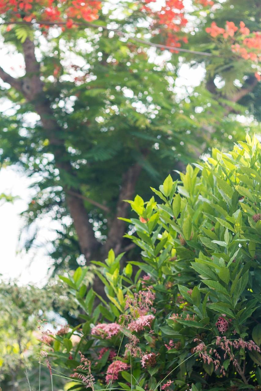 Pousada Solar Tropical サクアレマ エクステリア 写真